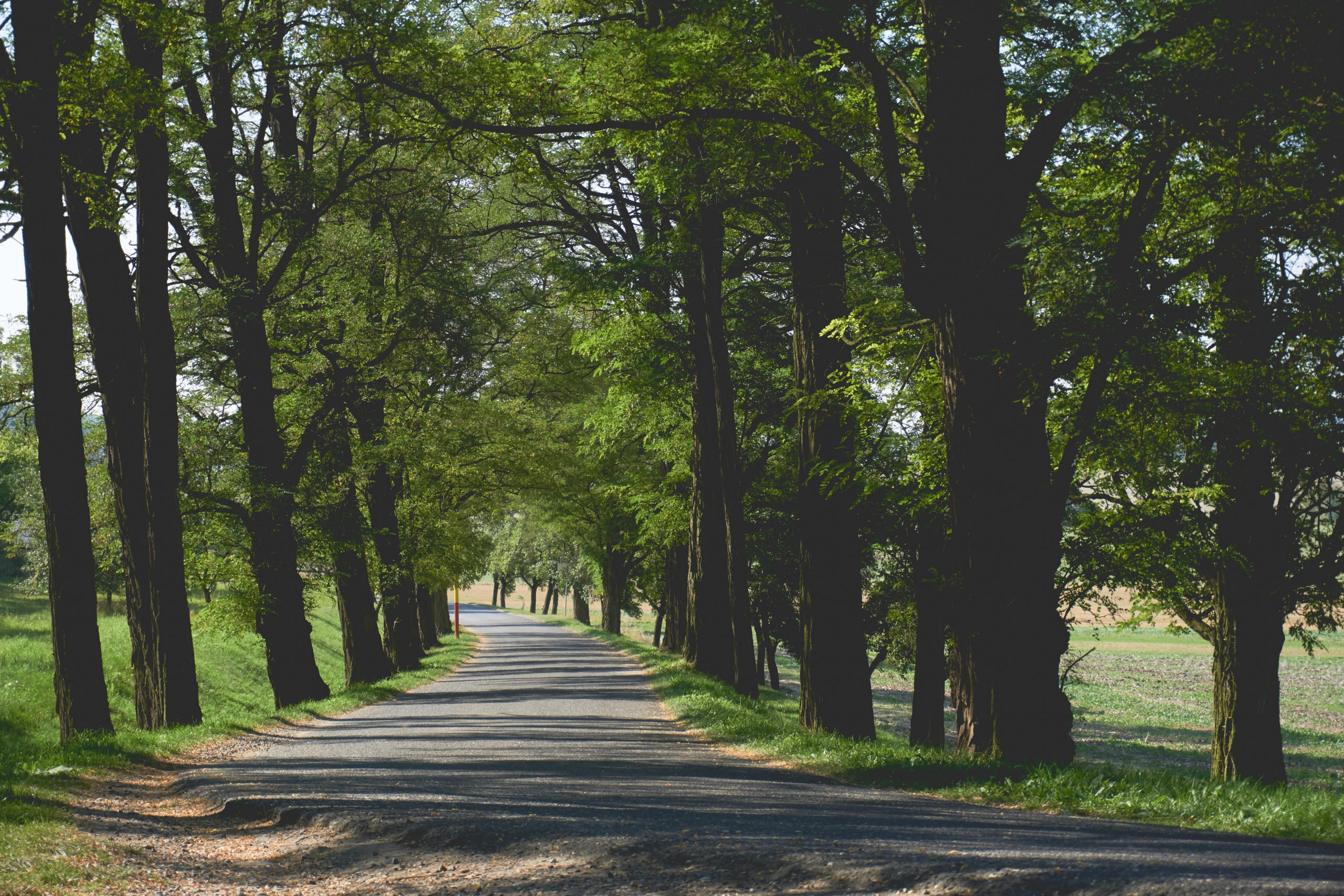 The Roadmap to Wealth: Navigating Pathways of Prosperity and Success